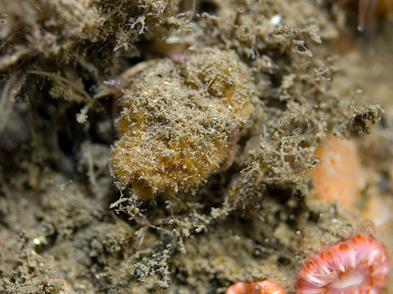 Axinella parva